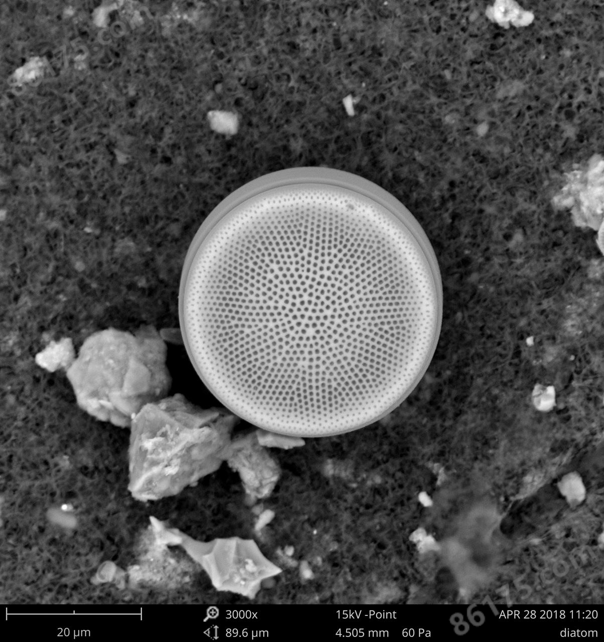 自动硅藻检验 DiatomScopeTM