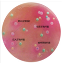 芽孢杆菌显色培养基